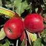 Mele, stagione della raccolta al via. Produzione in lieve crescita ma il caldo anticipa i tempi