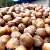 Farinél / Tonda e gentile, l’anima delle nostre colline Farinél / Tonda e gentile, l’anima delle nostre colline