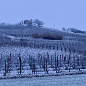 Una vigna imbiancata a San Martino Alfieri (immagine tratta dal canale telegram di Dati Meteo Asti)