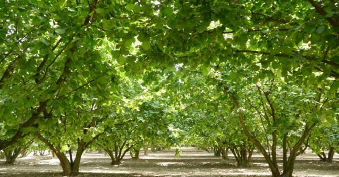 Raccolta delle nocciole al via in anticipo, il settore chiede quotazioni adeguate al lavoro nei campi Raccolta delle nocciole al via in anticipo, il settore chiede quotazioni adeguate al lavoro nei campi