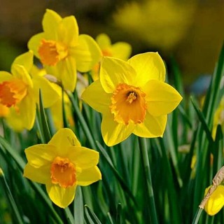 Vacanze Astigiane tra incanti floreali e castelli del Nord Astigiano