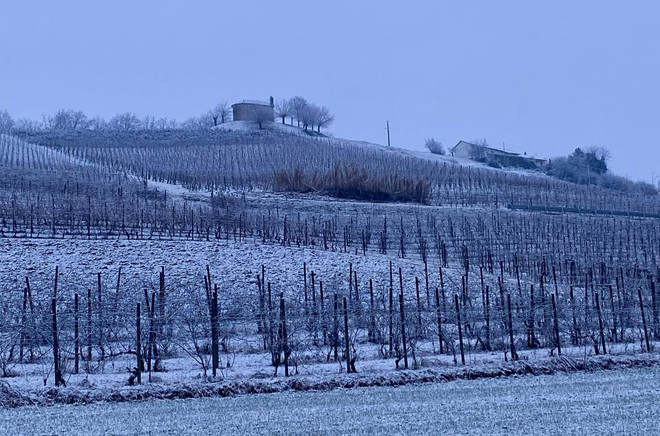 Una vigna imbiancata a San Martino Alfieri (immagine tratta dal canale telegram di Dati Meteo Asti)