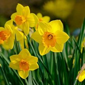 Vacanze Astigiane tra incanti floreali e castelli del Nord Astigiano Vacanze Astigiane tra incanti floreali e castelli del Nord Astigiano