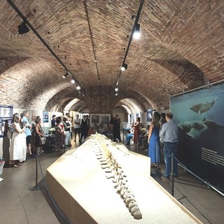 Viaggio immaginario sulle onde: "Notte al Museo" torna l'11 settembre al Paleontologico