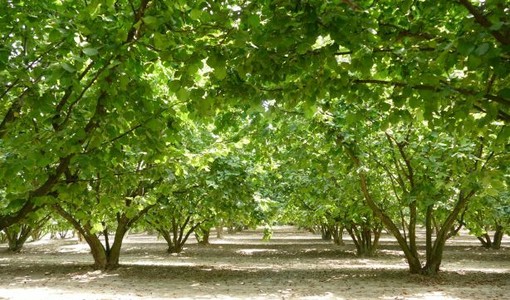 Raccolta delle nocciole al via in anticipo, il settore chiede quotazioni adeguate al lavoro nei campi