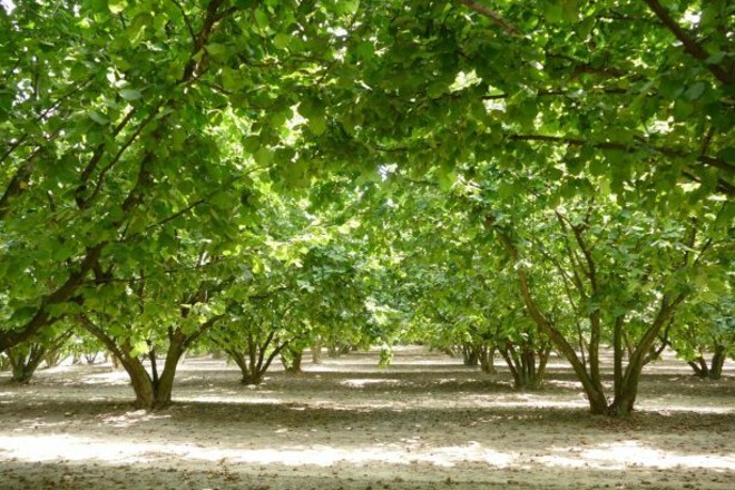 Raccolta delle nocciole al via in anticipo, il settore chiede quotazioni adeguate al lavoro nei campi Raccolta delle nocciole al via in anticipo, il settore chiede quotazioni adeguate al lavoro nei campi