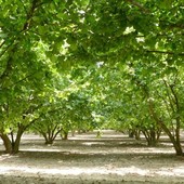 Raccolta delle nocciole al via in anticipo, il settore chiede quotazioni adeguate al lavoro nei campi