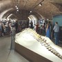 &quot;Notte al Museo&quot; incanta gli spettatori tra i fossili