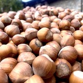 Noccioleti sotto pressione: a Cortemilia un confronto sui cambiamenti climatici e il futuro della Tonda Gentile Noccioleti sotto pressione: a Cortemilia un confronto sui cambiamenti climatici e il futuro della Tonda Gentile