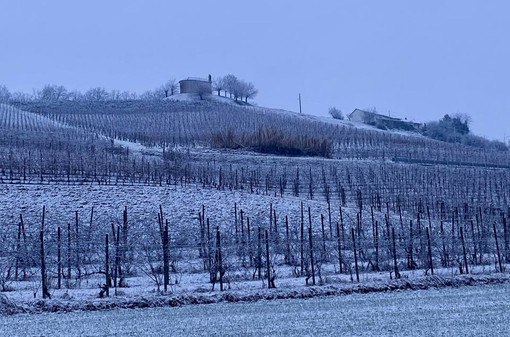 Una vigna imbiancata a San Martino Alfieri (immagine tratta dal canale telegram di Dati Meteo Asti)