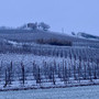 Una vigna imbiancata a San Martino Alfieri (immagine tratta dal canale telegram di Dati Meteo Asti)