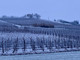 Una vigna imbiancata a San Martino Alfieri (immagine tratta dal canale telegram di Dati Meteo Asti)