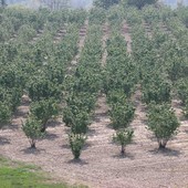 Crisi noccioleti, Cia Cuneo chiede alla Regione un bando per rinnovare gli impianti e massima attenzione alla ricerca Crisi noccioleti, Cia Cuneo chiede alla Regione un bando per rinnovare gli impianti e massima attenzione alla ricerca