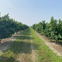 Nocciole, Coldiretti cuneo: "Con l'avvio della raccolta, inviate in Regione le proposte per il settore" Nocciole, Coldiretti cuneo: "Con l'avvio della raccolta, inviate in Regione le proposte per il settore"