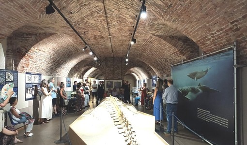Viaggio immaginario sulle onde: "Notte al Museo" torna l'11 settembre al Paleontologico