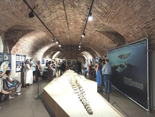 Viaggio immaginario sulle onde: "Notte al Museo" torna l'11 settembre al Paleontologico