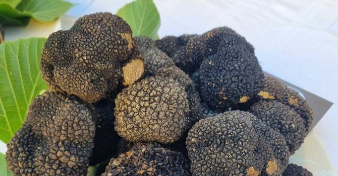 “Nero Sublime” torna a Castagnole delle Lanze: dal 19 al 21 giugno la seconda edizione del festival dedicato al tartufo nero estivo “Nero Sublime” torna a Castagnole delle Lanze: dal 19 al 21 giugno la seconda edizione del festival dedicato al tartufo nero estivo