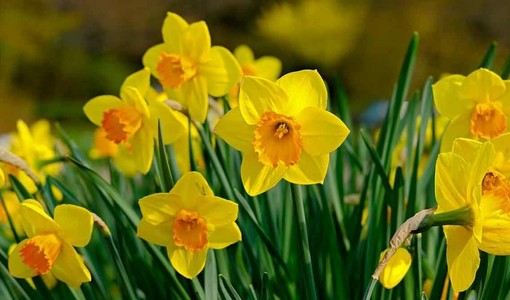 Vacanze Astigiane tra incanti floreali e castelli del Nord Astigiano