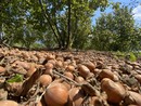 La Nocciola Piemonte al centro del nuovo accordo quadro di filiera