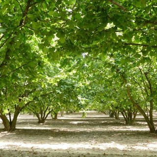 Raccolta delle nocciole al via in anticipo, il settore chiede quotazioni adeguate al lavoro nei campi