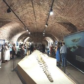 Viaggio immaginario sulle onde: "Notte al Museo" torna l'11 settembre al Paleontologico Viaggio immaginario sulle onde: "Notte al Museo" torna l'11 settembre al Paleontologico