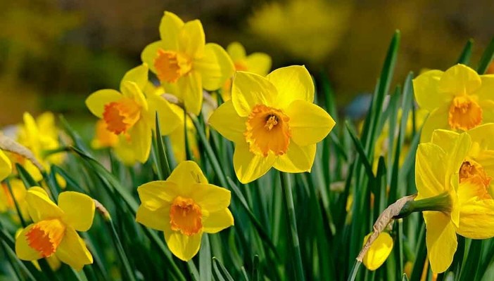 Vacanze Astigiane tra incanti floreali e castelli del Nord Astigiano