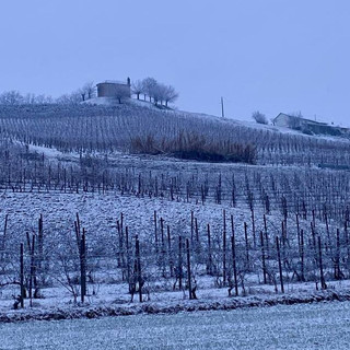 Una vigna imbiancata a San Martino Alfieri (immagine tratta dal canale telegram di Dati Meteo Asti)