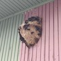 Il nido di vespe velutine trovato a Limone Piemonte a 1400 metri