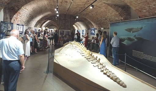 &quot;Notte al Museo&quot; incanta gli spettatori tra i fossili
