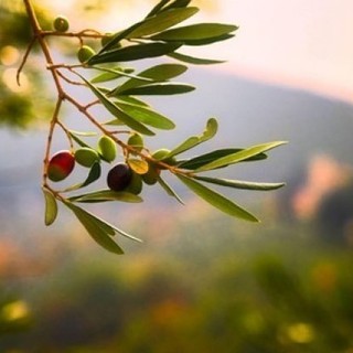 Giro d’Olio contest: invito a fotografare gli olivi dell’Astigiano