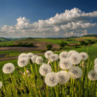 Primavera e Astigiano Ph Enzo Isaia