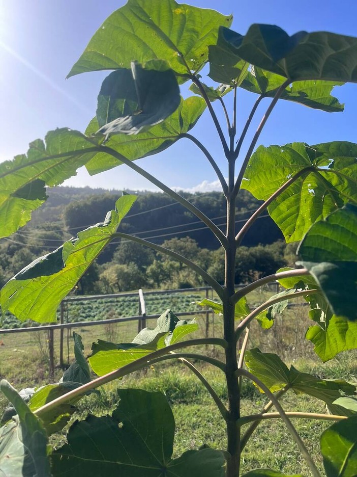 Boman sostiene la Paulownia in un importante progetto di agricoltura rigenerativa Boman sostiene la Paulownia in un importante progetto di agricoltura rigenerativa