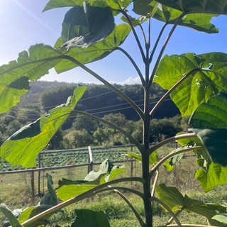 Boman sostiene la Paulownia in un importante progetto di agricoltura rigenerativa