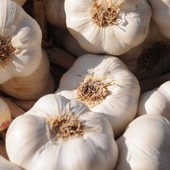 Vacanze Astigiane per l’evento più profumato d’autunno