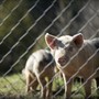 Peste suina africana, Confagricoltura: "Più biosicurezza e contenimento dei cinghiali" Peste suina africana, Confagricoltura: "Più biosicurezza e contenimento dei cinghiali"
