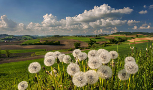 Primavera e Astigiano Ph Enzo Isaia