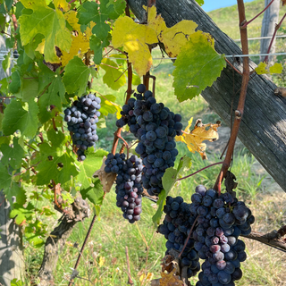 Vendemmia 2025 in Piemonte: qualità elevata ma rese contenute, il modello cooperativo regge la sfida