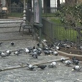 I piccioni in piazzetta San Paolo