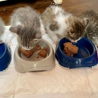 Alcuni gattini seguiti da Protezione Micio
