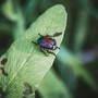 Foto di Richie Bettencourt - tamite Unsplash