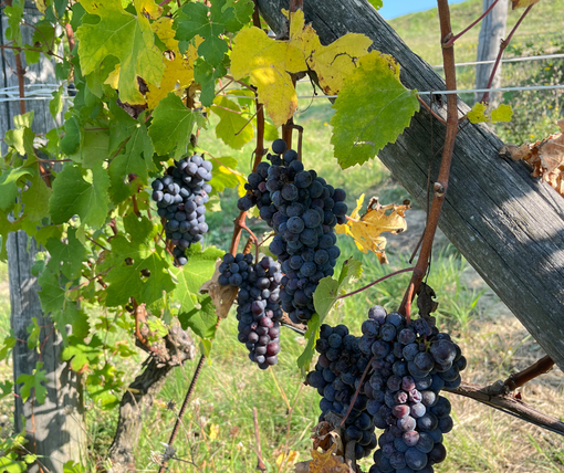 Vendemmia 2025 in Piemonte: qualità elevata ma rese contenute, il modello cooperativo regge la sfida Vendemmia 2025 in Piemonte: qualità elevata ma rese contenute, il modello cooperativo regge la sfida