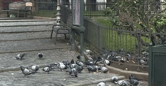 I piccioni in piazzetta San Paolo