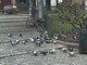 I piccioni in piazzetta San Paolo