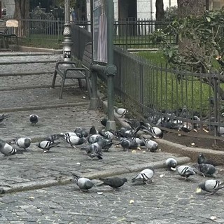 I piccioni in piazzetta San Paolo I piccioni in piazzetta San Paolo