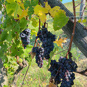 Vendemmia 2025 in Piemonte: qualità elevata ma rese contenute, il modello cooperativo regge la sfida Vendemmia 2025 in Piemonte: qualità elevata ma rese contenute, il modello cooperativo regge la sfida