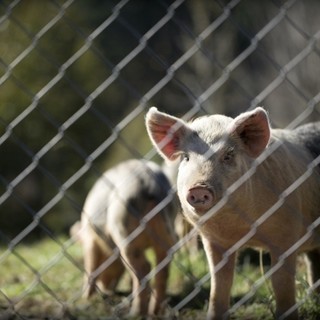 Peste suina africana, Confagricoltura: "Più biosicurezza e contenimento dei cinghiali"