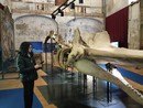 Il Paleontologico Astigiano "rivoluziona" l’esperienza dei visitatori con l’intelligenza artificiale Il Paleontologico Astigiano "rivoluziona" l’esperienza dei visitatori con l’intelligenza artificiale