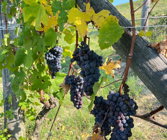 Vendemmia 2025 in Piemonte: qualità elevata ma rese contenute, il modello cooperativo regge la sfida Vendemmia 2025 in Piemonte: qualità elevata ma rese contenute, il modello cooperativo regge la sfida