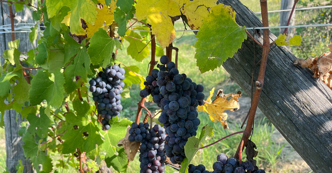 Vendemmia 2025 in Piemonte: qualità elevata ma rese contenute, il modello cooperativo regge la sfida