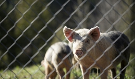 Peste suina africana, Confagricoltura: "Più biosicurezza e contenimento dei cinghiali" Peste suina africana, Confagricoltura: "Più biosicurezza e contenimento dei cinghiali"